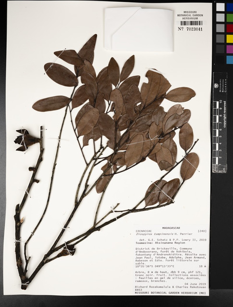 Diospyros tampinensis photo 8