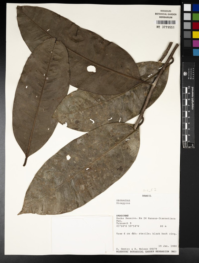 Diospyros tarim