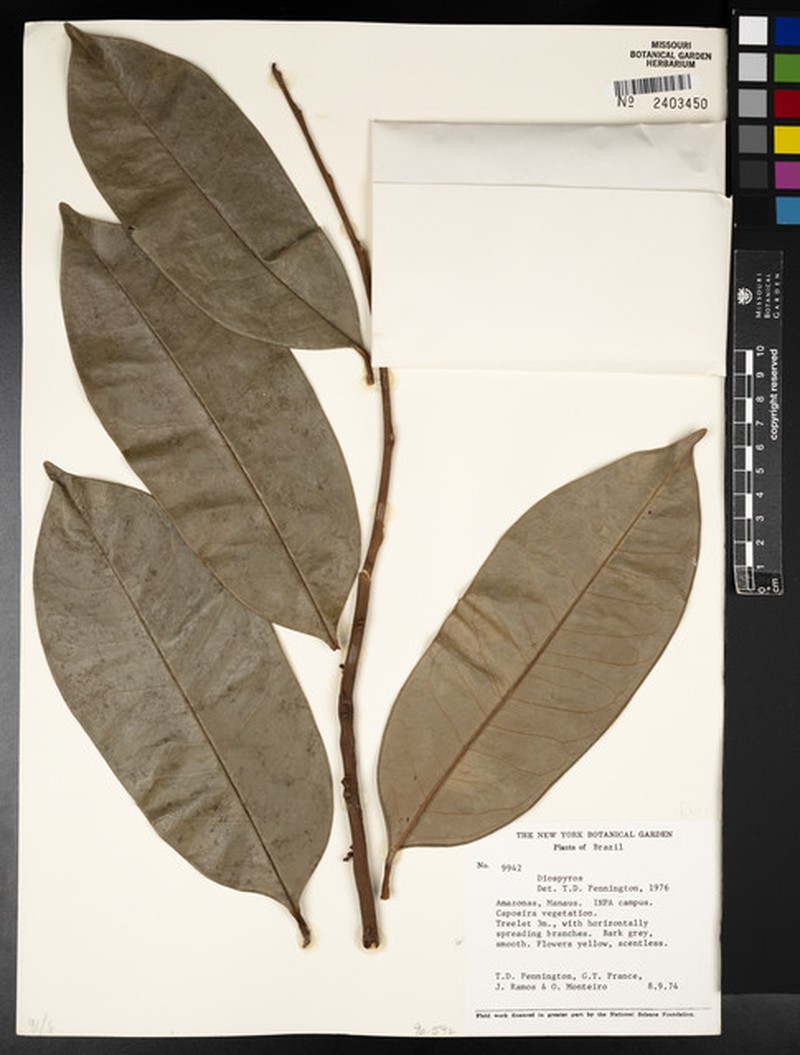 Diospyros tarim photo 2