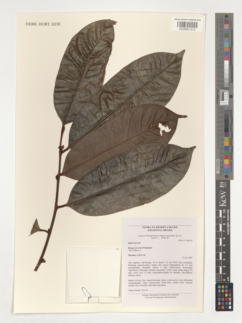 Diospyros tarim photo 3
