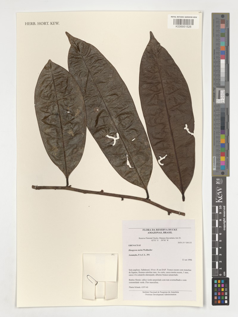 Diospyros tarim photo 4