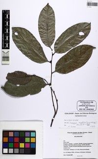Diospyros tenuiflora
