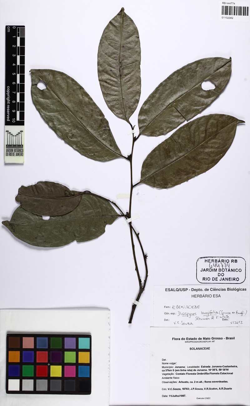 Diospyros tenuiflora