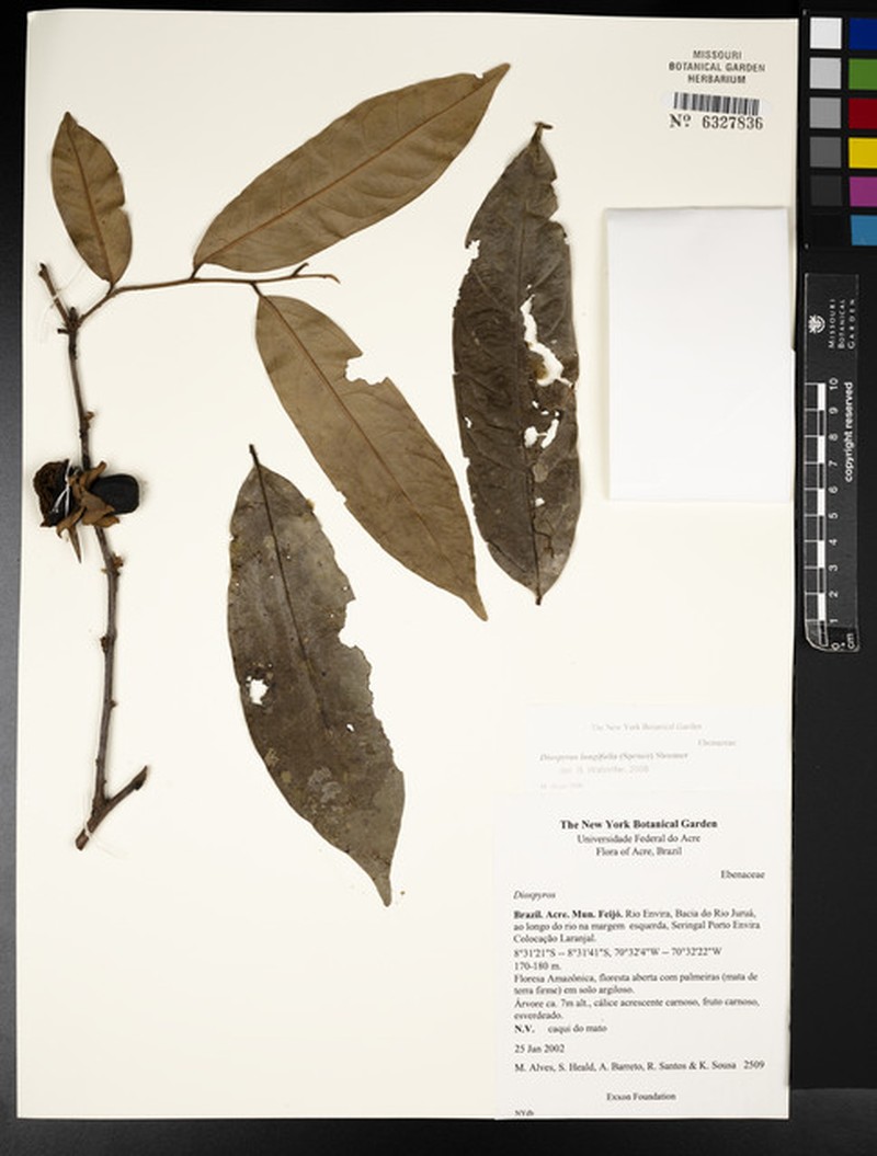 Diospyros tenuiflora photo 2