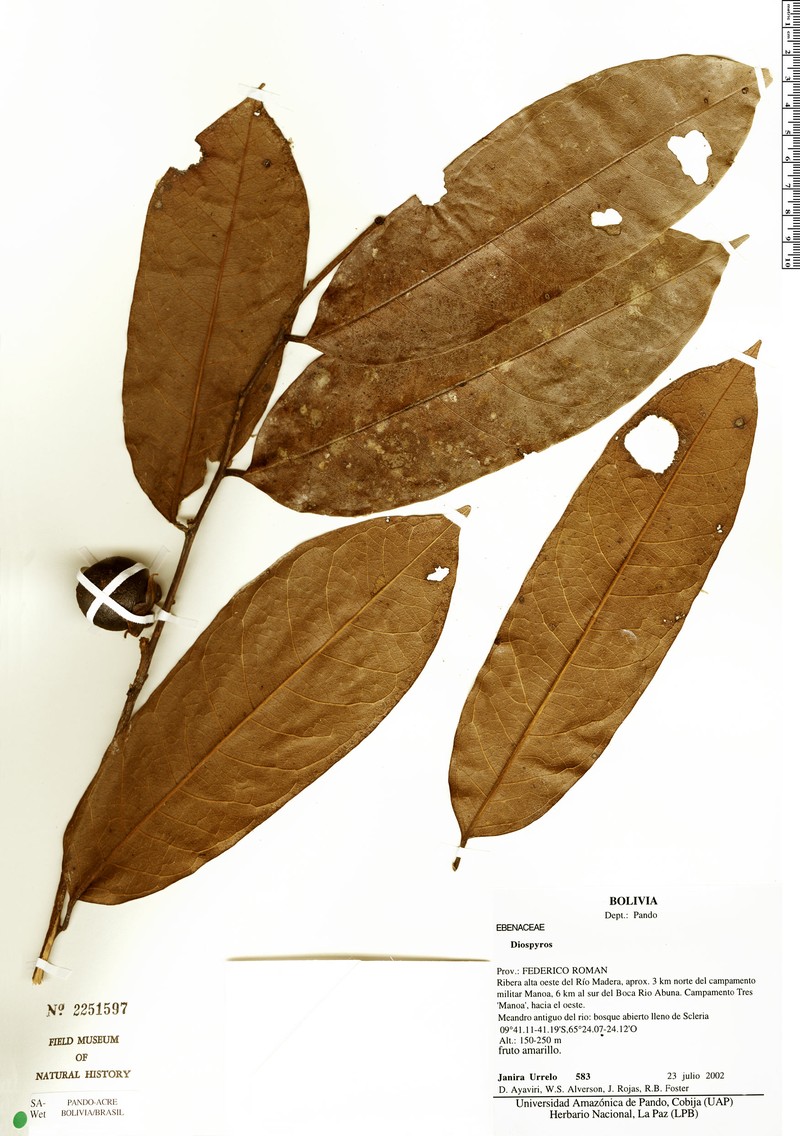 Diospyros tenuiflora photo 3