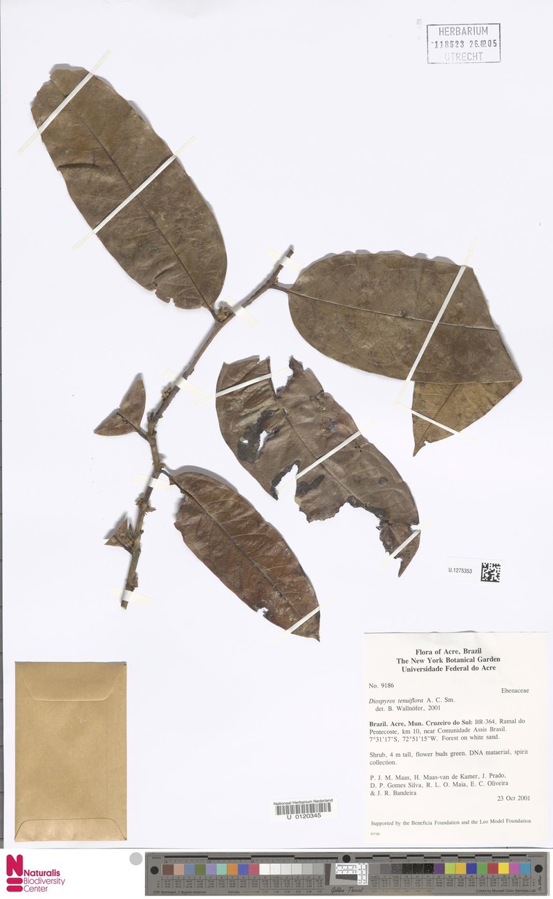 Diospyros tenuiflora photo 4