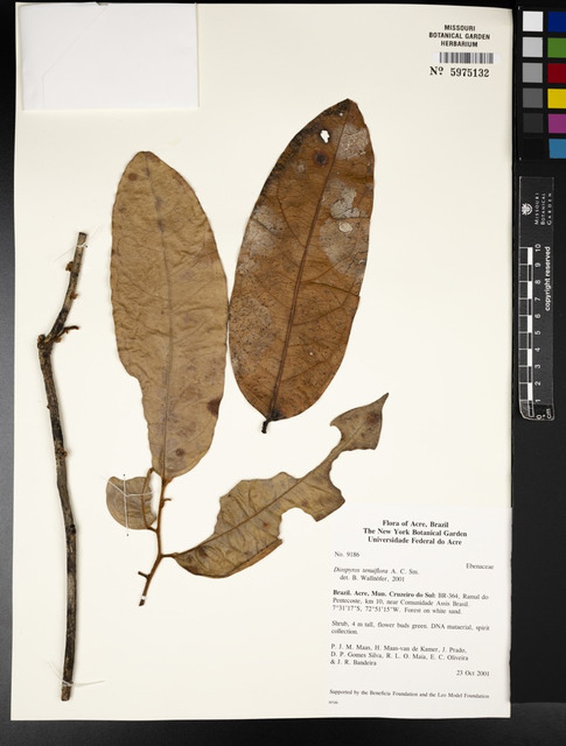 Diospyros tenuiflora photo 5