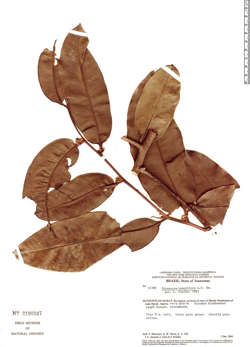 Diospyros tenuiflora photo 6