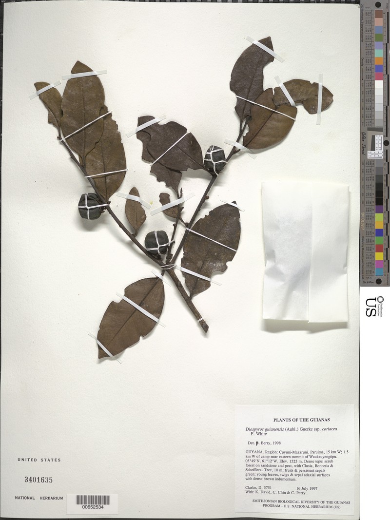 Diospyros tepu