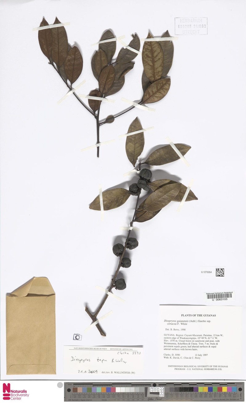 Diospyros tepu photo 2