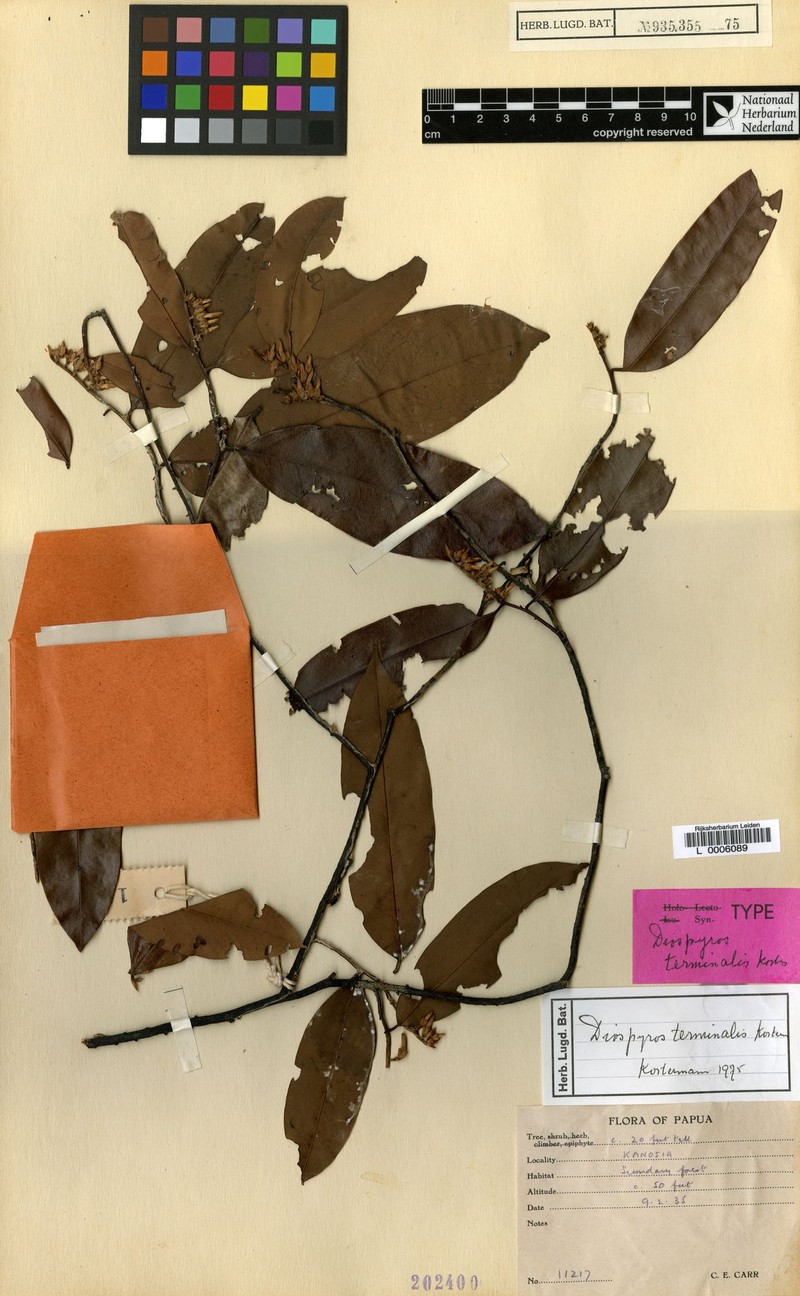 Diospyros terminalis