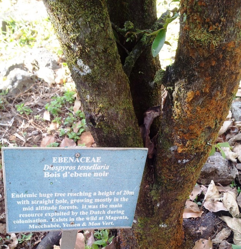 Diospyros tessellaria photo 2