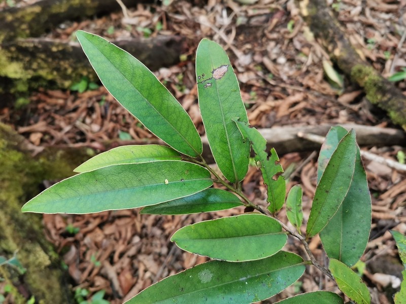 Diospyros tessellaria photo 3