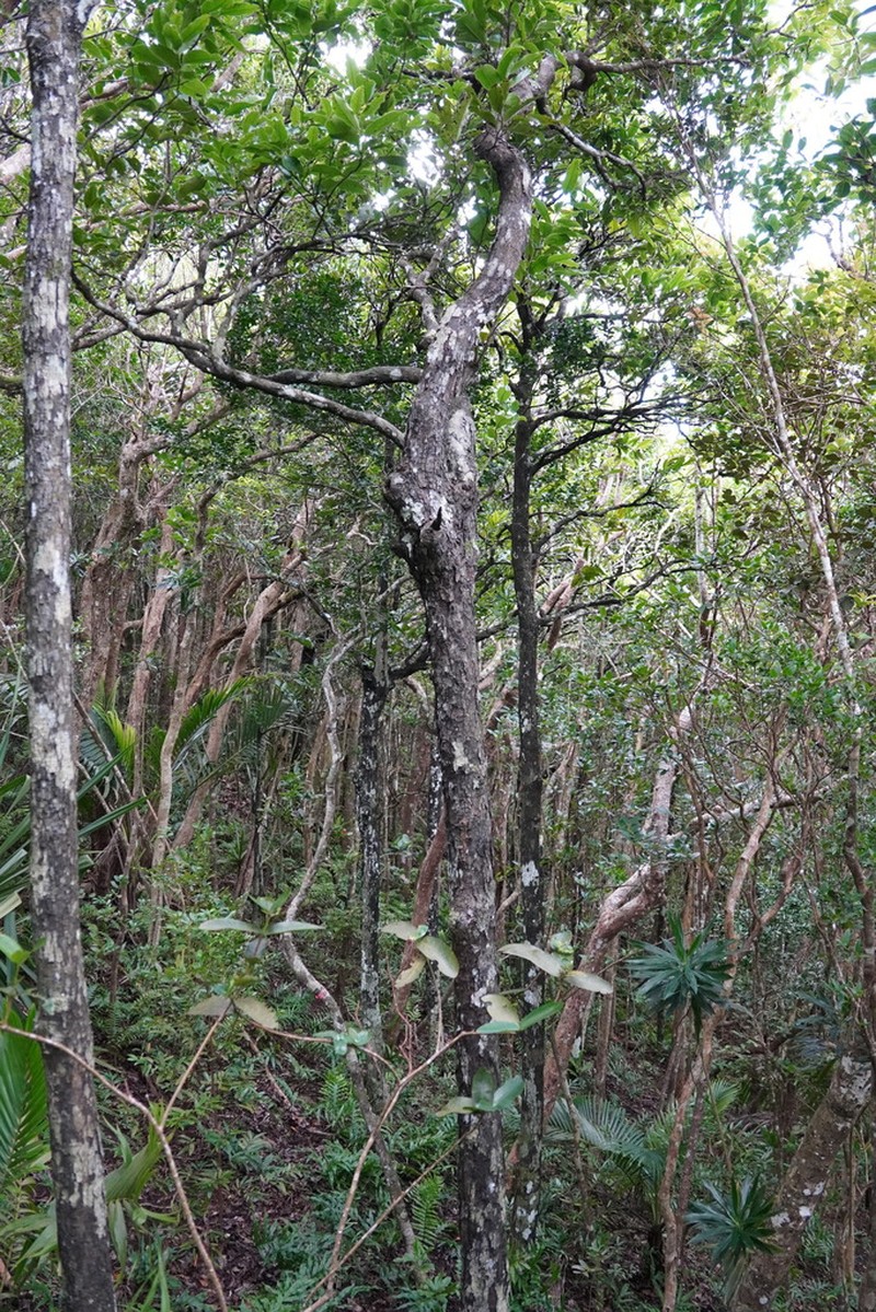 Diospyros tessellaria photo 4