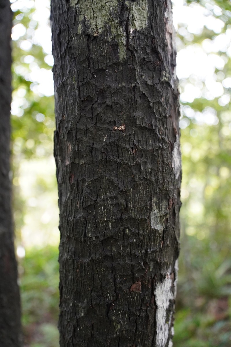 Diospyros tessellaria photo 5