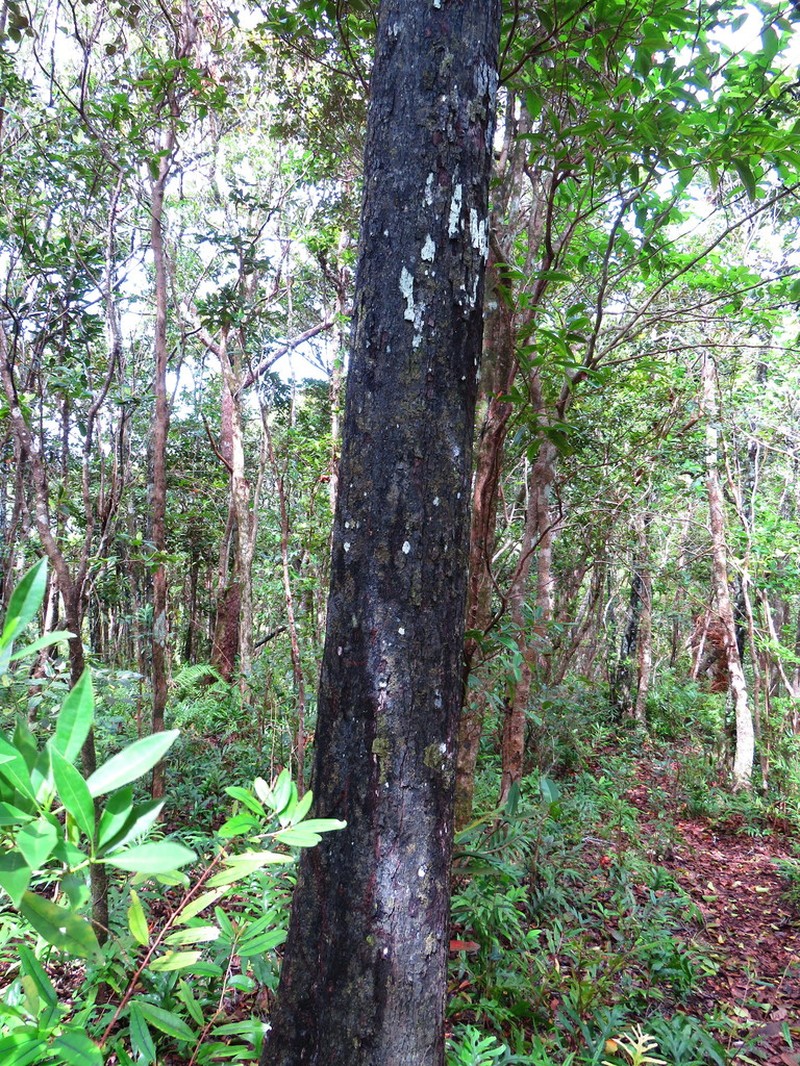 Diospyros tessellaria photo 6