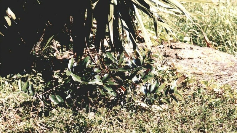 Diospyros tessellaria photo 7