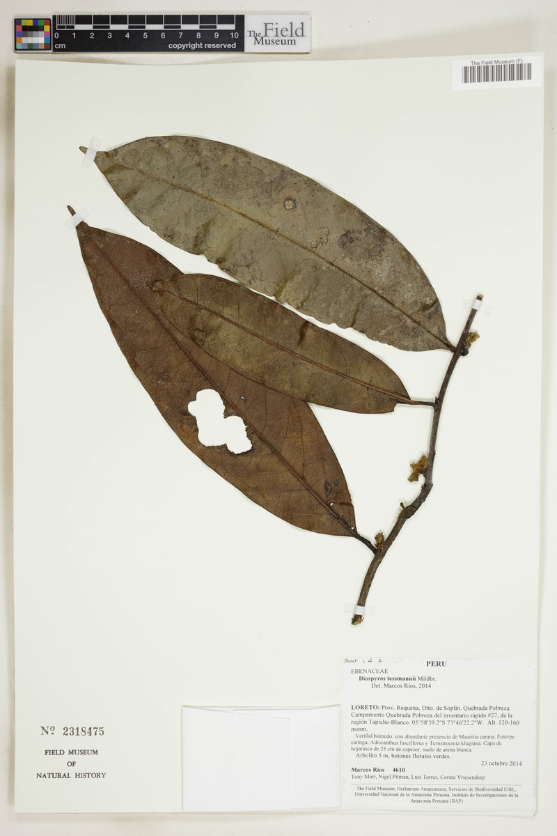 Diospyros tessmannii