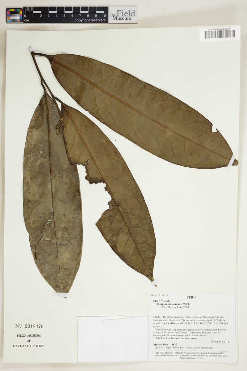 Diospyros tessmannii photo 2