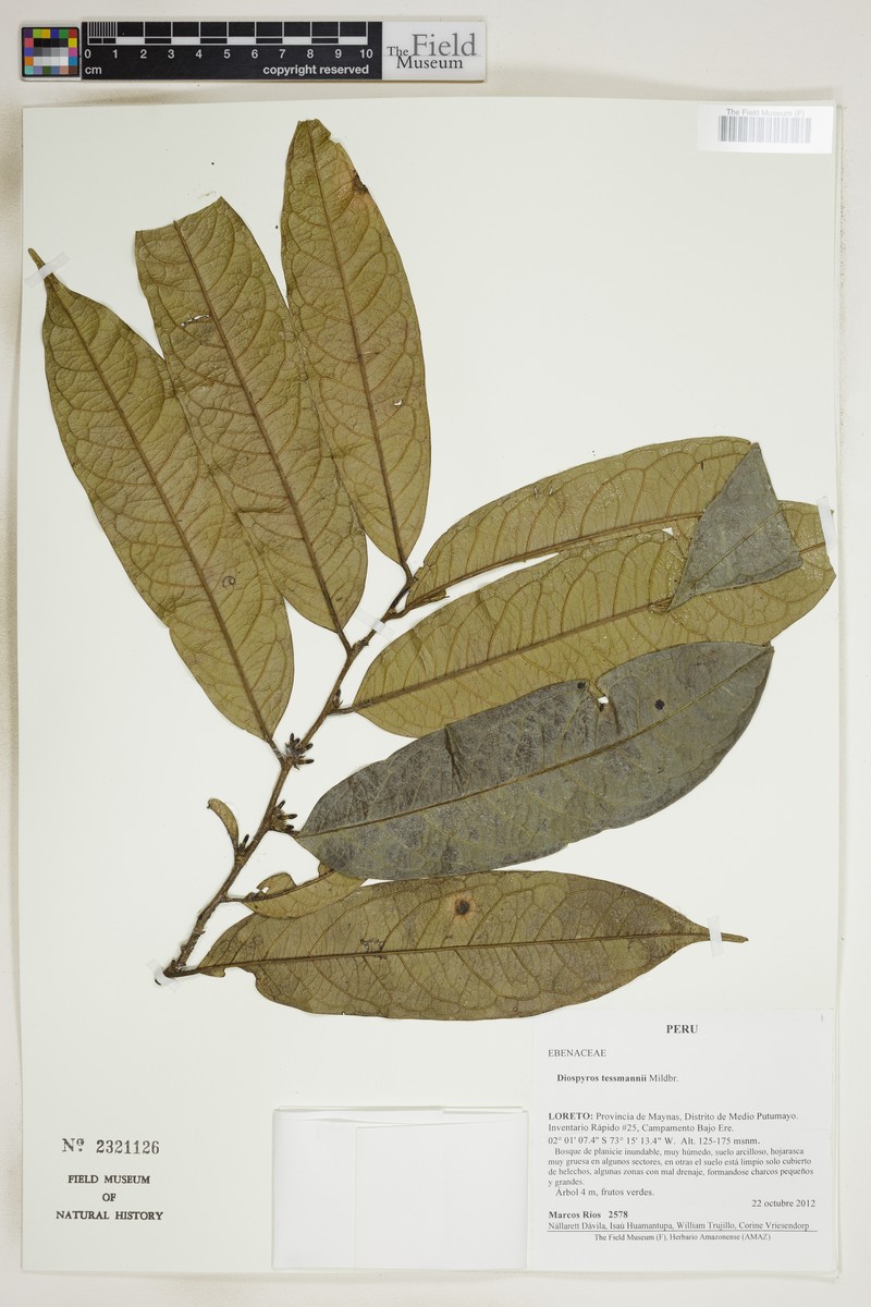 Diospyros tessmannii photo 3