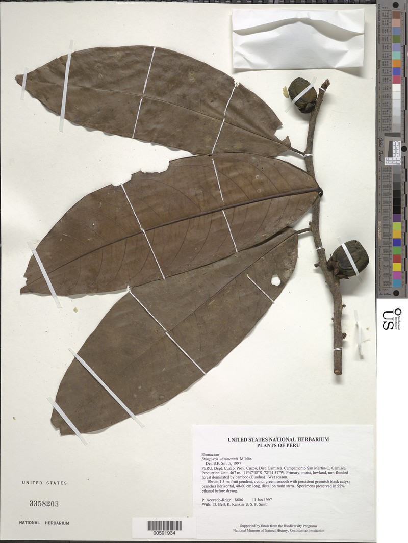 Diospyros tessmannii photo 4