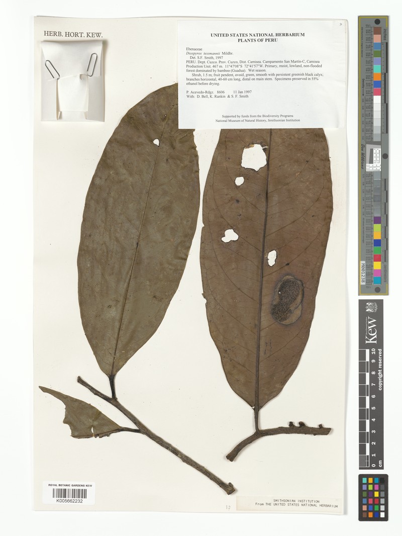 Diospyros tessmannii photo 5