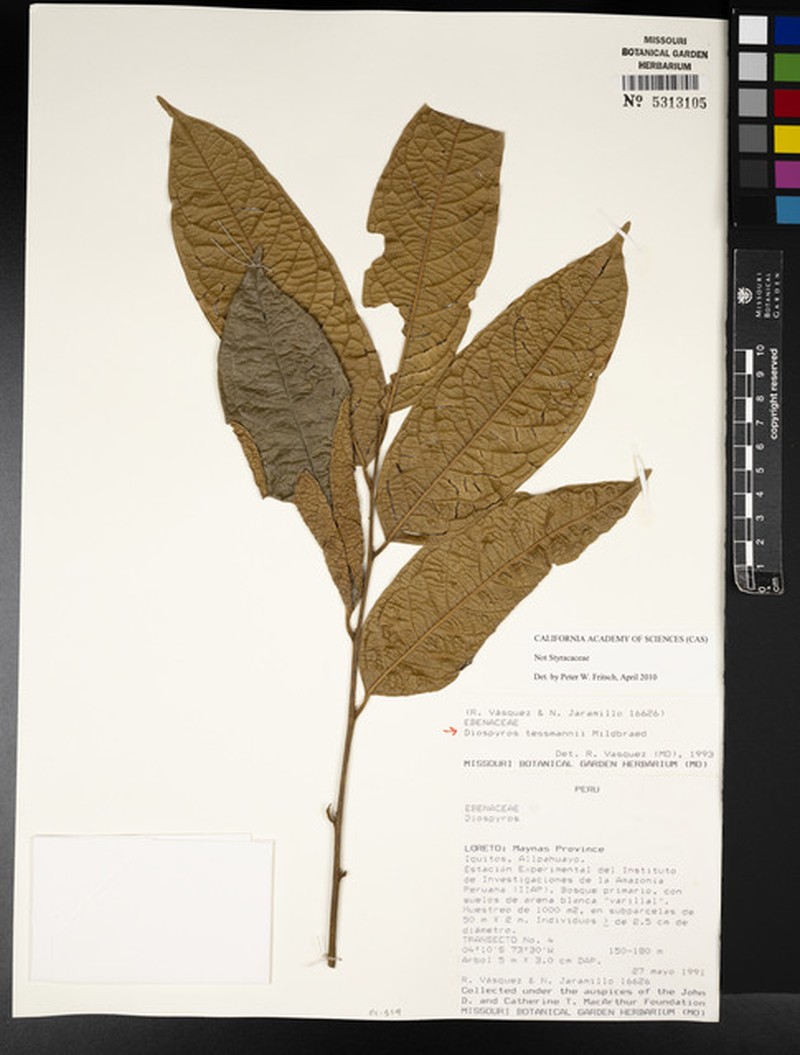 Diospyros tessmannii photo 6