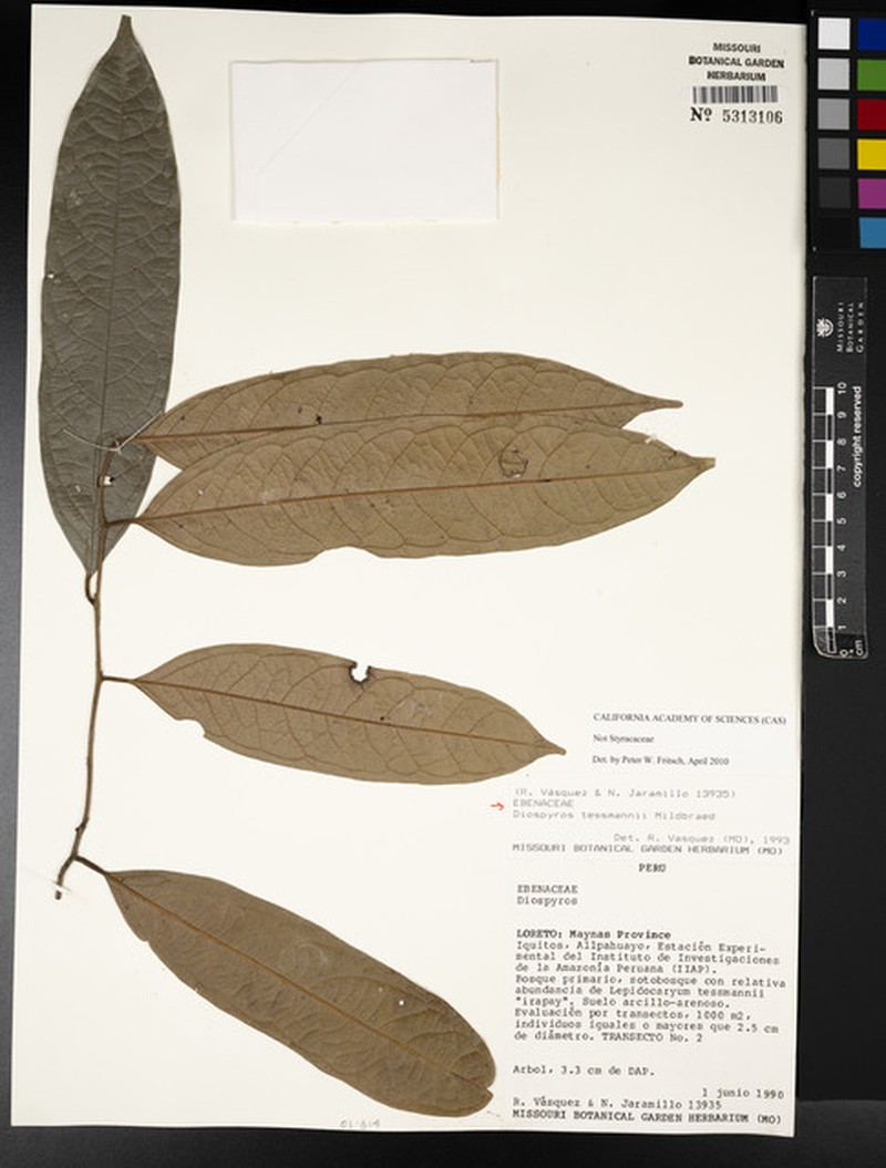 Diospyros tessmannii photo 7