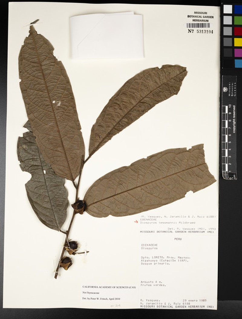 Diospyros tessmannii photo 8