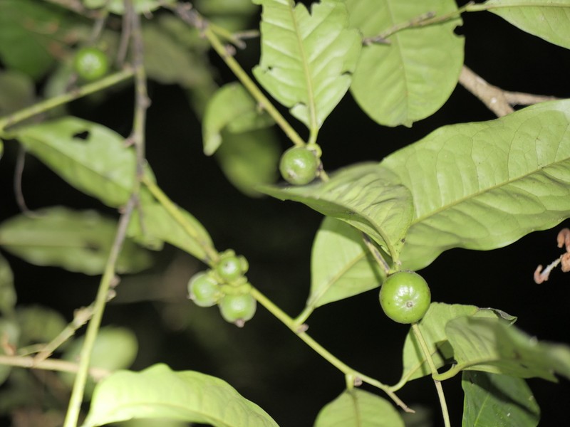 Diospyros tetrandra photo 2