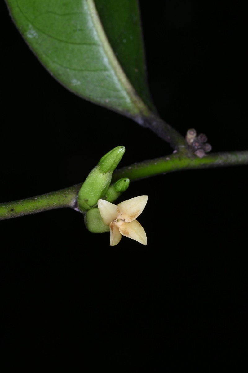 Diospyros tetrandra photo 3