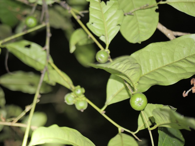 Diospyros tetrandra photo 4