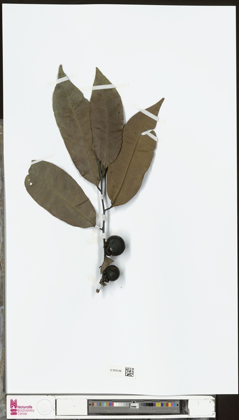 Diospyros tetrandra photo 5