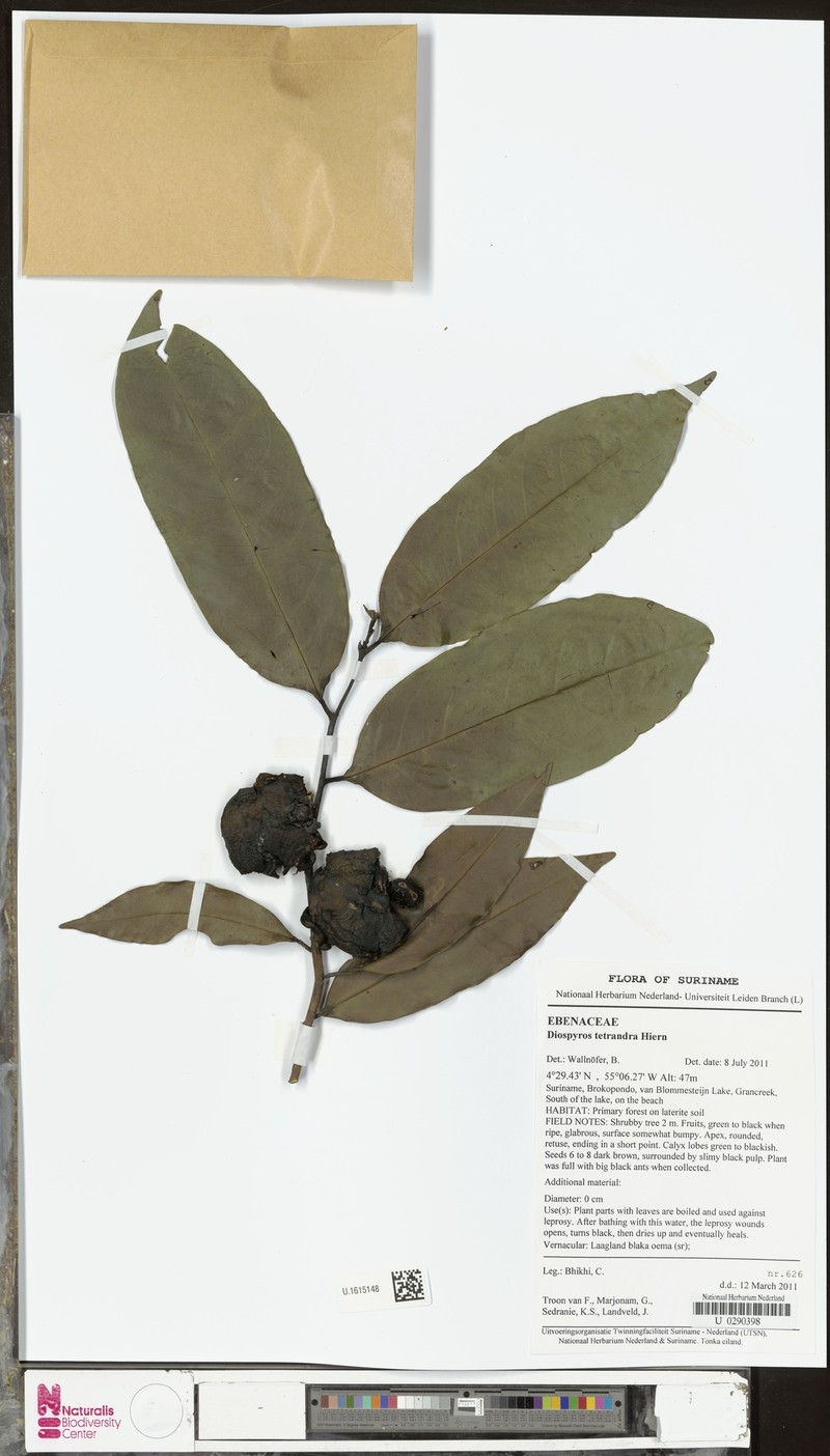 Diospyros tetrandra photo 6