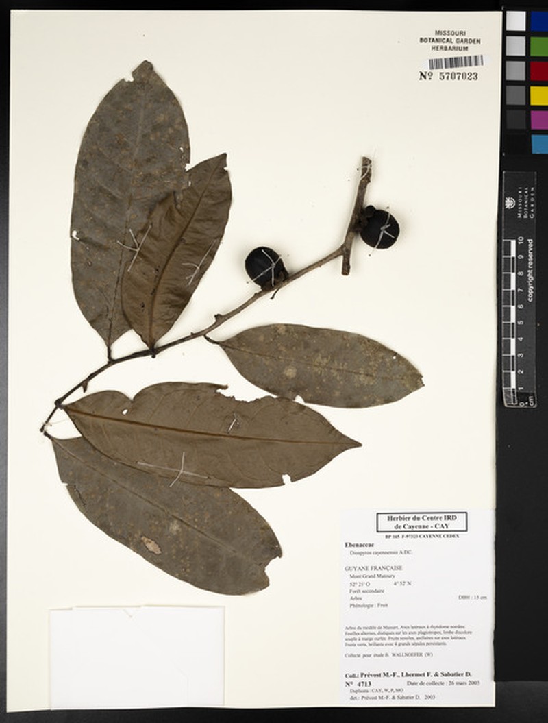Diospyros tetrandra photo 7