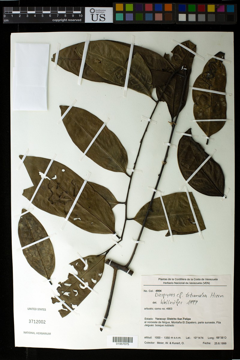 Diospyros tetrandra photo 8
