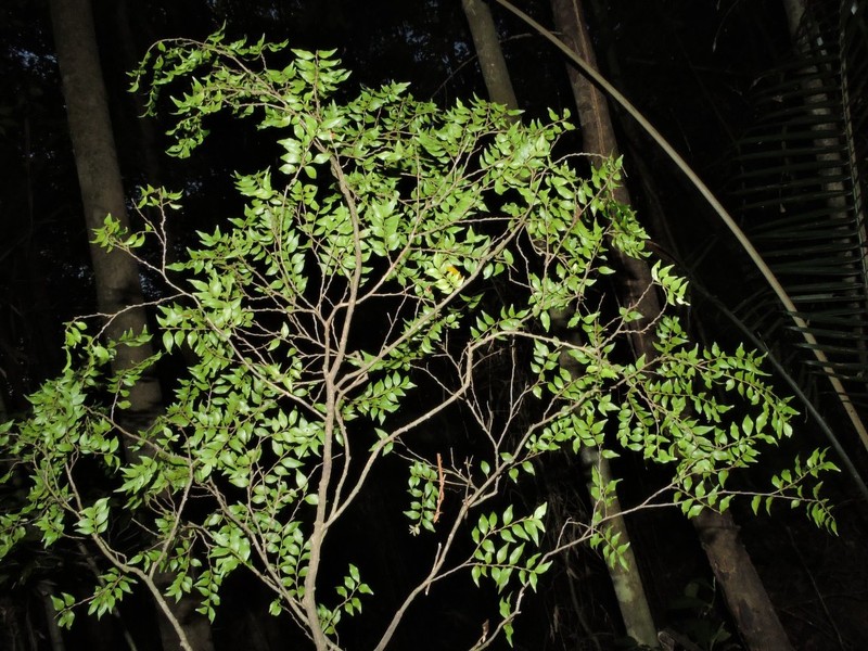 Diospyros tetrapoda