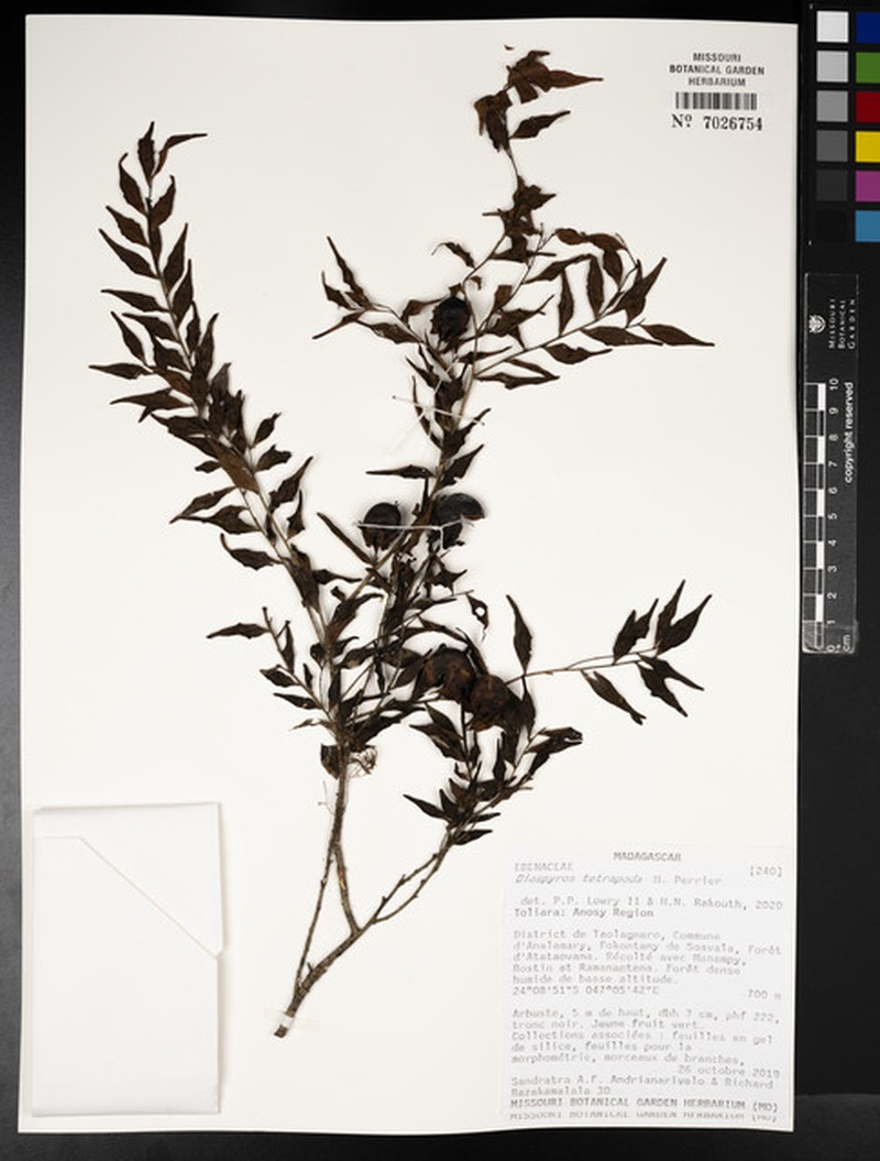 Diospyros tetrapoda photo 3
