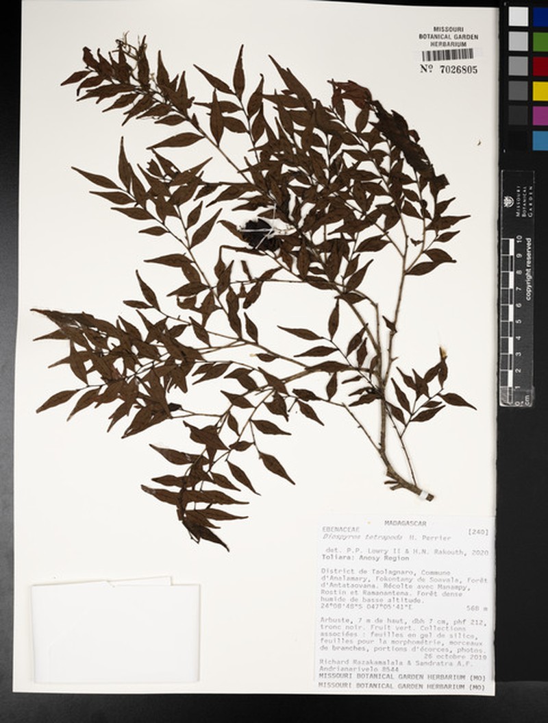 Diospyros tetrapoda photo 4