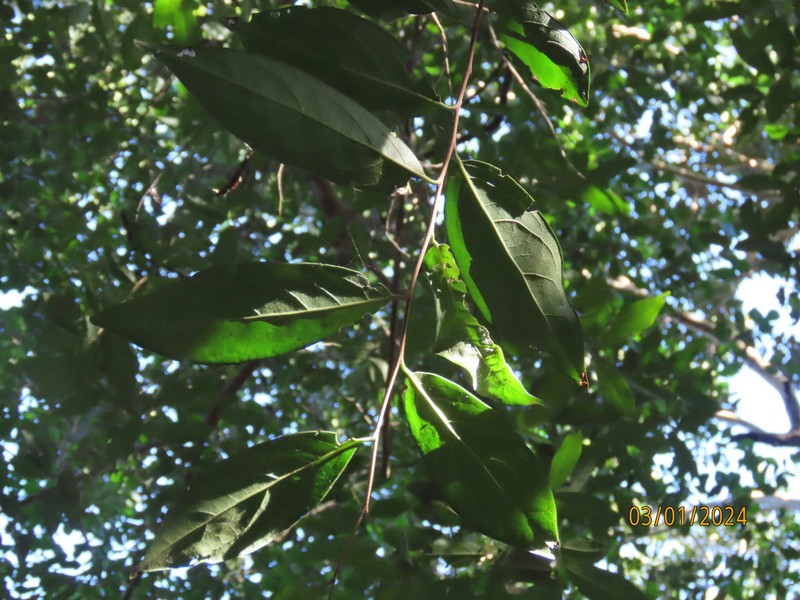 Diospyros tetrasperma photo 2