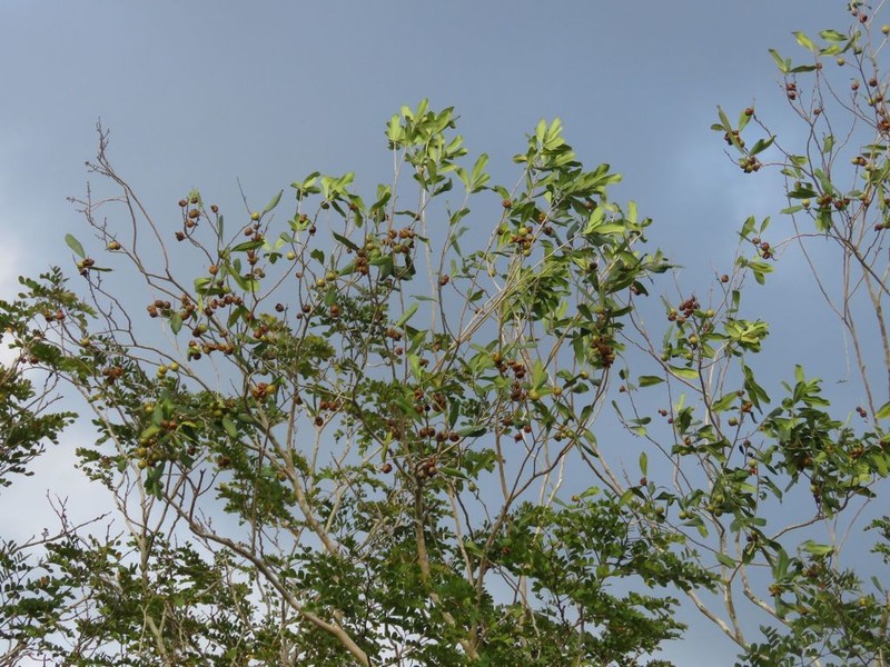 Diospyros tetrasperma photo 3