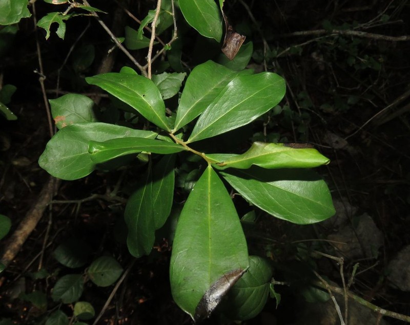 Diospyros tetrasperma photo 4