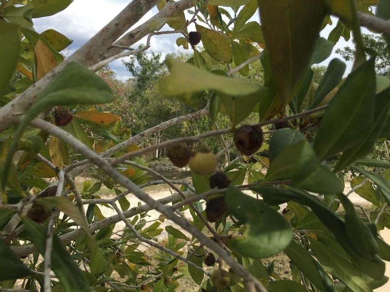 Diospyros tetrasperma photo 5