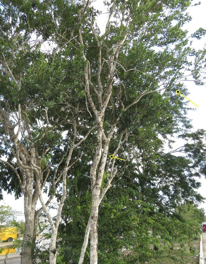 Diospyros tetrasperma photo 6
