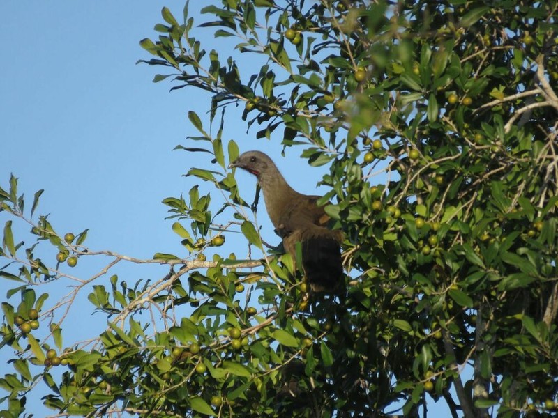 Diospyros tetrasperma photo 7