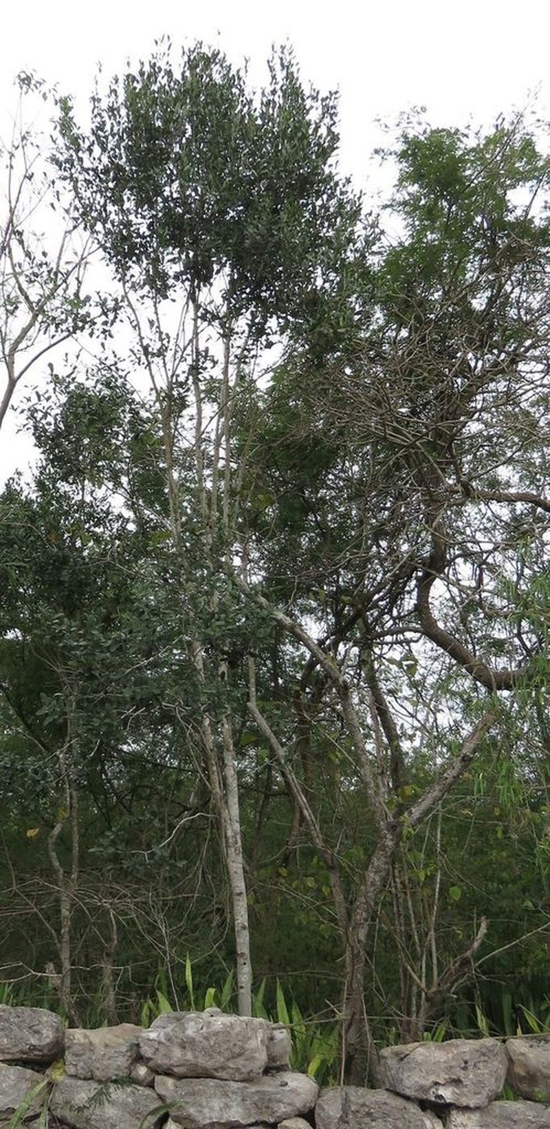 Diospyros tetrasperma photo 8