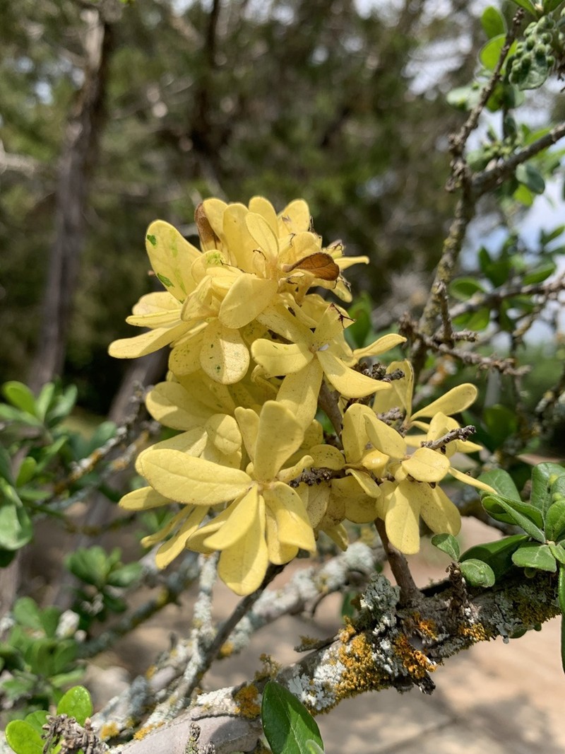 Texas Persimmon photo 2