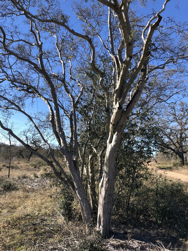 Texas Persimmon photo 3