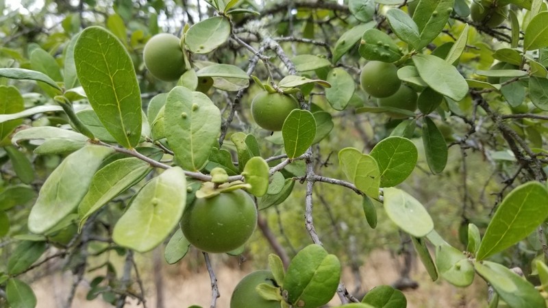 Texas Persimmon photo 5