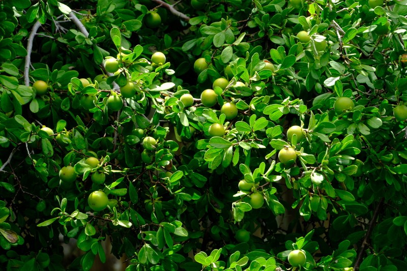 Texas Persimmon photo 6